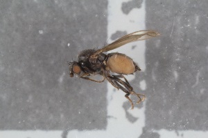  ( - FinSph19)  @11 [ ] CreativeCommons - Attribution Non-Commercial Share-Alike (2016) University of Bergen Natural History Collections