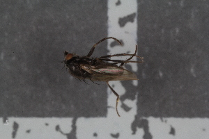  (Leptocera finalis - FinSph31)  @11 [ ] CreativeCommons - Attribution Non-Commercial Share-Alike (2016) University of Bergen Natural History Collections