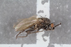  (Leptocera boruvkai - FinSph34)  @13 [ ] CreativeCommons - Attribution Non-Commercial Share-Alike (2016) University of Bergen Natural History Collections