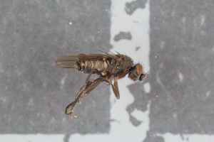 ( - FinSph38)  @11 [ ] CreativeCommons - Attribution Non-Commercial Share-Alike (2016) University of Bergen Natural History Collections
