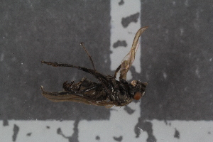  ( - FinSph48)  @12 [ ] CreativeCommons - Attribution Non-Commercial Share-Alike (2016) University of Bergen Natural History Collections