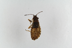  ( - NetNor282)  @11 [ ] copyright (2018) Univers. of Bergen, Natural History Collection Univers. of Bergen, Natural History Collection