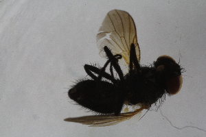  ( - IBOL-RikCal_01)  @11 [ ] CreativeCommons - Attribution Non-Commercial Share-Alike (2017) University of Bergen Natural History Collections