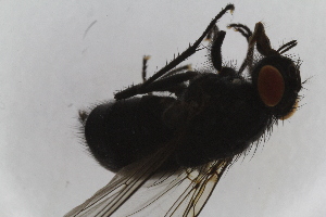  ( - IBOL-RikCal_18)  @11 [ ] CreativeCommons - Attribution Non-Commercial Share-Alike (2017) University of Bergen Natural History Collections