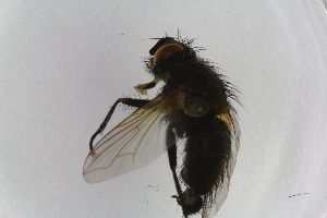  ( - IBOL-RikCal_27)  @12 [ ] CreativeCommons - Attribution Non-Commercial Share-Alike (2017) University of Bergen Natural History Collections