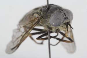  ( - RIKTAB51)  @13 [ ] CreativeCommons - Attribution Non-Commercial Share-Alike (2017) University of Bergen Natural History Collections