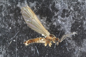  (Ormosia depilata - LYGRA108)  @11 [ ] CreativeCommons - Attribution Non-Commercial Share-Alike (2016) University of Bergen Natural History Collections