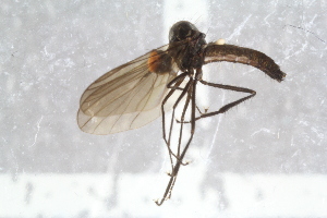  ( - RIKEMP23)  @11 [ ] CreativeCommons - Attribution Non-Commercial Share-Alike (2017) University of Bergen Natural History Collections