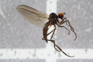  ( - RIKEMP31)  @12 [ ] CreativeCommons - Attribution Non-Commercial Share-Alike (2017) University of Bergen Natural History Collections