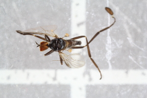  (Rhamphomyia lucidula - RIKEMP93)  @11 [ ] CreativeCommons - Attribution Non-Commercial Share-Alike (2017) University of Bergen Natural History Collections