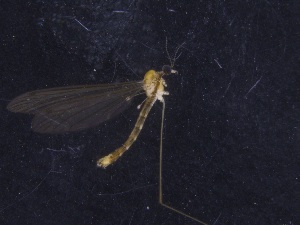  ( - RIKTIP02)  @11 [ ] CreativeCommons - Attribution Non-Commercial Share-Alike (2016) University of Bergen Natural History Collections