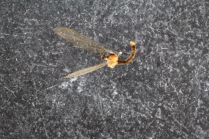  ( - RIKTIP24)  @11 [ ] CreativeCommons - Attribution Non-Commercial Share-Alike (2016) University of Bergen Natural History Collections