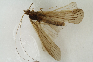  ( - RIKTRI17)  @12 [ ] CreativeCommons - Attribution Non-Commercial Share-Alike (2017) University of Bergen Natural History Collections