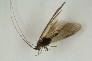  ( - RIKTRI24)  @13 [ ] CreativeCommons - Attribution Non-Commercial Share-Alike (2017) University of Bergen Natural History Collections