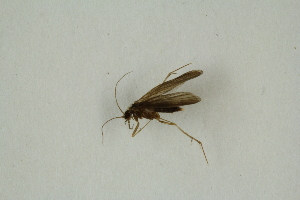  ( - RIKTRI33)  @12 [ ] CreativeCommons - Attribution Non-Commercial Share-Alike (2017) University of Bergen Natural History Collections