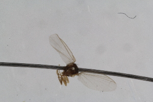  (Phytomyza styriaca - RiKDip127)  @11 [ ] Copyright (2014) Bergen Museum Bergen Museum