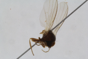  (Agromyza polygoni - RiKDip139)  @11 [ ] Copyright (2014) Bergen Museum Bergen Museum