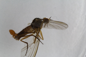  (Rhamphomyia tipularia - RikEmp199)  @11 [ ] Copyright (2014) Bergen Museum Bergen Museum