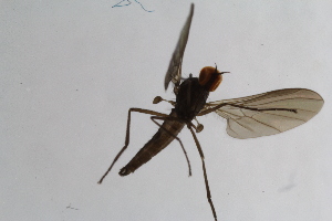  (Rhamphomyia trigemina - RikEmp207)  @12 [ ] Copyright (2014) Bergen Museum Bergen Museum