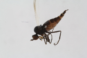  (Rhamphomyia physoprocta - RikEmp220)  @11 [ ] Copyright (2014) Bergen Museum Bergen Museum