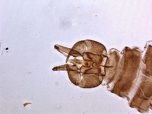  (Pericoma blandula - XVIP5)  @12 [ ] CreativeCommons - Attribution Non-Commercial Share-Alike (2016) University of Bergen Natural History Collections