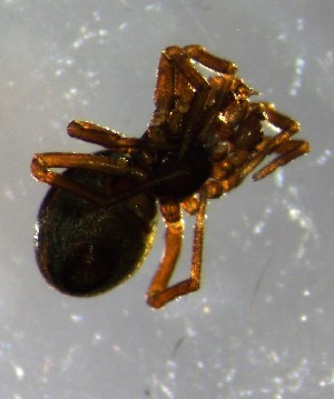  ( - ZFMK-TIS-33093)  @11 [ ] CreativeCommons - Attribution Non-Commercial Share-Alike (2017) Zoological Research Museum Alexander Koenig, Bonn Zoological Research Museum Alexander Koenig, Bonn