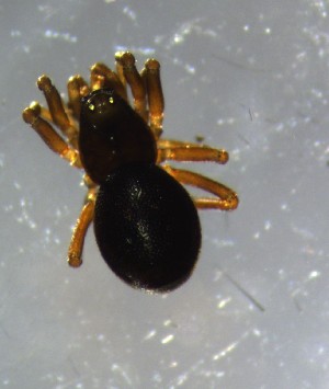  ( - ZFMK-TIS-33093)  @11 [ ] CreativeCommons - Attribution Non-Commercial Share-Alike (2017) Zoological Research Museum Alexander Koenig, Bonn Zoological Research Museum Alexander Koenig, Bonn