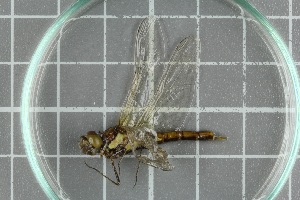  ( - ZMBN-Ent13)  @12 [ ] CreativeCommons - Attribution Non-Commercial Share-Alike (2016) University of Bergen Natural History Collections