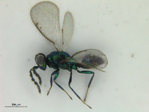  ( - ZMBN_HymA32)  @11 [ ] CreativeCommons - Attribution Non-Commercial Share-Alike (2019) University of Bergen Natural History Collections