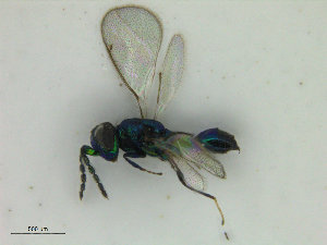  ( - ZMBN_HymA33)  @11 [ ] CreativeCommons - Attribution Non-Commercial Share-Alike (2019) University of Bergen Natural History Collections