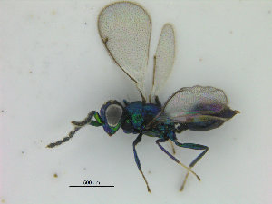  ( - ZMBN_HymA34)  @11 [ ] CreativeCommons - Attribution Non-Commercial Share-Alike (2019) University of Bergen Natural History Collections