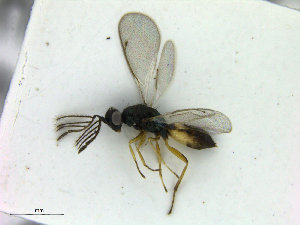  ( - ZMBN_HymA35)  @11 [ ] CreativeCommons - Attribution Non-Commercial Share-Alike (2019) University of Bergen Natural History Collections