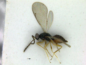  ( - ZMBN_HymA36)  @11 [ ] CreativeCommons - Attribution Non-Commercial Share-Alike (2019) University of Bergen Natural History Collections