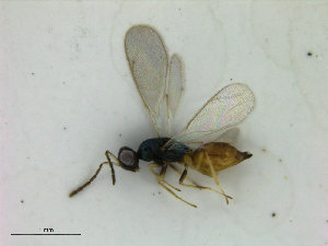  ( - ZMBN_HymA40)  @11 [ ] CreativeCommons - Attribution Non-Commercial Share-Alike (2019) University of Bergen Natural History Collections