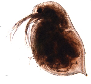  ( - ZPD1.3)  @11 [ ] Copyright (2015) PHCDBS PAUL HEBERT CENTRE FOR DNA BARCODING AND BIODIVERSITY STUDIES