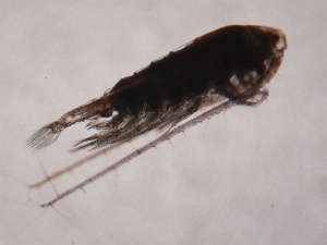  (Heliodiaptomus - ZPJW28)  @11 [ ] Copyright (2015) PHCDBS PAUL HEBERT CENTRE FOR DNA BARCODING AND BIODIVERSITY STUDIES
