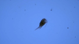  (Tropocyclops prasinus mexicanus - ZOOPS_0058)  @11 [ ] CreativeCommons - Attribution Non-Commercial No Derivatives (2018) Joe Connolly Cornell University
