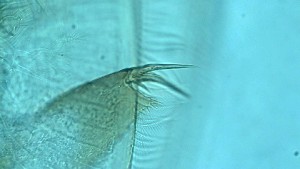  ( - ZOOPS_0131)  @11 [ ] CreativeCommons - Attribution Non-Commercial No Derivatives (2018) Joe Connolly Cornell University