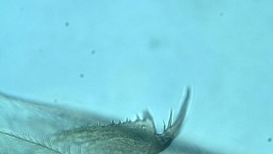  ( - ZOOPS_0132)  @11 [ ] CreativeCommons - Attribution Non-Commercial No Derivatives (2018) Joe Connolly Cornell University