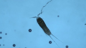  ( - ZOOPS_0284)  @11 [ ] CreativeCommons - Attribution Non-Commercial No Derivatives (2019) Joe Connolly Cornell University