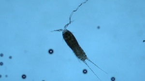  ( - ZOOPS_0284)  @11 [ ] CreativeCommons - Attribution Non-Commercial No Derivatives (2019) Joe Connolly Cornell University