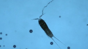  ( - ZOOPS_0284)  @11 [ ] CreativeCommons - Attribution Non-Commercial No Derivatives (2019) Joe Connolly Cornell University