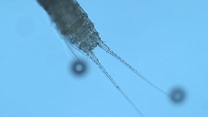  ( - ZOOPS_0284)  @11 [ ] CreativeCommons - Attribution Non-Commercial No Derivatives (2019) Joe Connolly Cornell University