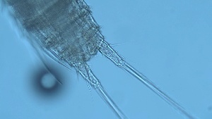  ( - ZOOPS_0284)  @11 [ ] CreativeCommons - Attribution Non-Commercial No Derivatives (2019) Joe Connolly Cornell University