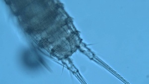  ( - ZOOPS_0284)  @11 [ ] CreativeCommons - Attribution Non-Commercial No Derivatives (2019) Joe Connolly Cornell University