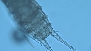  ( - ZOOPS_0284)  @11 [ ] CreativeCommons - Attribution Non-Commercial No Derivatives (2019) Joe Connolly Cornell University