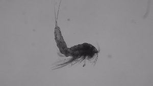  ( - ZOOPS_0303)  @11 [ ] CreativeCommons - Attribution Non-Commercial No Derivatives (2019) Joe Connolly Cornell University