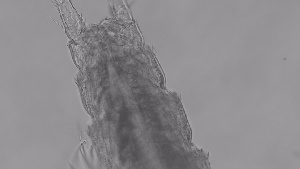  ( - ZOOPS_0304)  @11 [ ] CreativeCommons - Attribution Non-Commercial No Derivatives (2019) Joe Connolly Cornell University