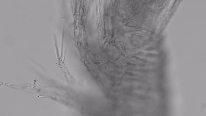  ( - ZOOPS_0307)  @11 [ ] CreativeCommons - Attribution Non-Commercial No Derivatives (2019) Joe Connolly Cornell University