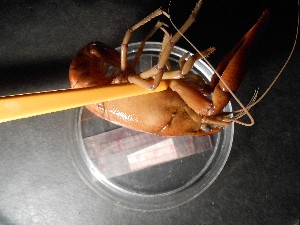  (Procambarus acutus - ZOOPS_0460)  @11 [ ] CreativeCommons - Attribution Non-Commercial No Derivatives (2019) Joe Connolly Cornell University